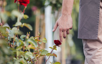 male hand touching red rose in garden